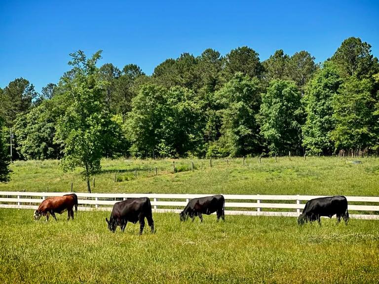 Thousand Hills Cattle Ranch